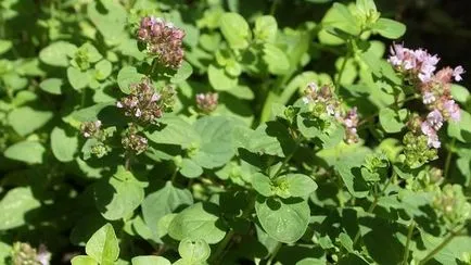 Oregano bucurie delicat și parfumat de munte