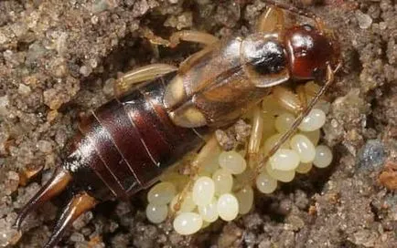 Diplura снимки, описание, методи за борба