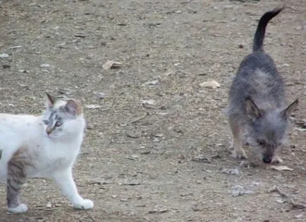 Ginny - „tisztelt macska” arannyal, Kutyaszív!