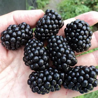 fotografii de grădină BlackBerry și descrierea soiurilor, cultivarea video, îngrijire și reproducție cele mai bune soiuri de mure