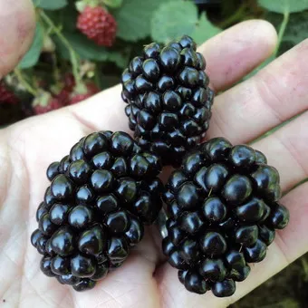 fotografii de grădină BlackBerry și descrierea soiurilor, cultivarea video, îngrijire și reproducție cele mai bune soiuri de mure