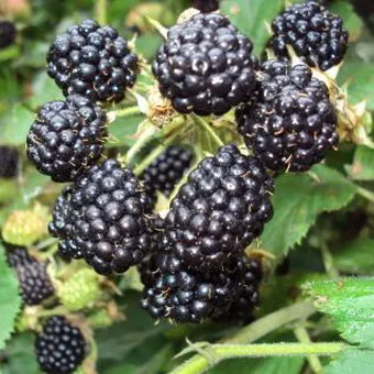 fotografii de grădină BlackBerry și descrierea soiurilor, cultivarea video, îngrijire și reproducție cele mai bune soiuri de mure