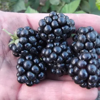 fotografii de grădină BlackBerry și descrierea soiurilor, cultivarea video, îngrijire și reproducție cele mai bune soiuri de mure