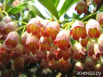 Enkianthus ezer harangok