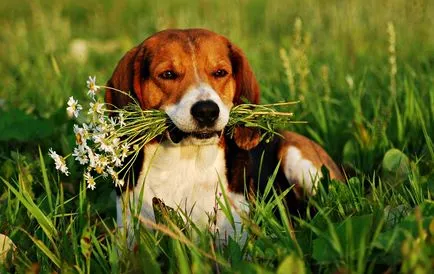 fotografii Hound estoniene, descriere rasa, caracterul și preț