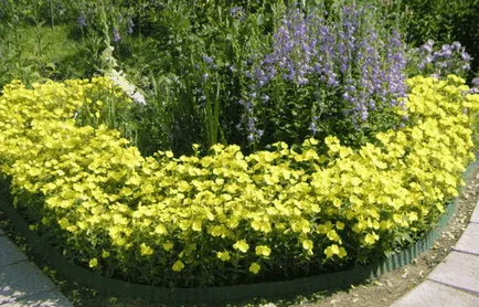 Evening Primrose, idei frumoase pentru gradina