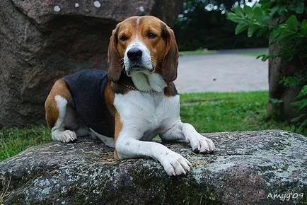 fotografii Hound estoniene, descriere rasa, caracterul și preț