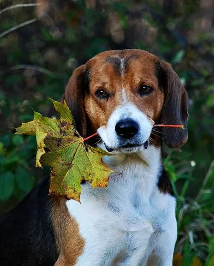 Észt Hound fotók, fajta leírás, karakter és az ár