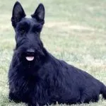 Bouvier des Flandres fotografie, descrierea rase de caini, natura