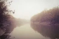 fa a ködben fotó