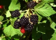 cultivarea Blackberry, întreținere, de plantare și de tăiere în timp util