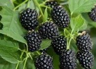 Blackberry termesztés, karbantartása, telepítése és időben metszés