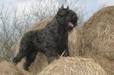 Bouvier des Flandres fotografie, descriere rasa, de îngrijire