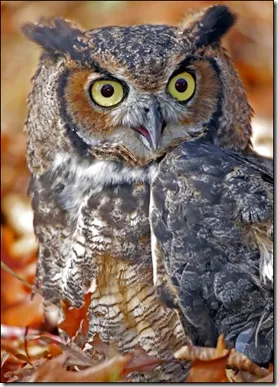 Feline (budo bubo), Gatyáskuvik, bagoly, mocsári bagoly, vgil folyóirat