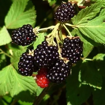 fotografii de grădină BlackBerry și descrierea soiurilor, cultivarea video, îngrijire și reproducție cele mai bune soiuri de mure