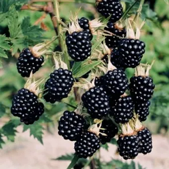 fotografii de grădină BlackBerry și descrierea soiurilor, cultivarea video, îngrijire și reproducție cele mai bune soiuri de mure