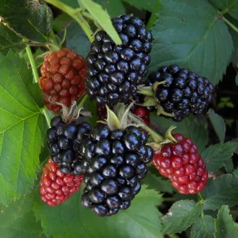 fotografii de grădină BlackBerry și descrierea soiurilor, cultivarea video, îngrijire și reproducție cele mai bune soiuri de mure