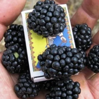 fotografii de grădină BlackBerry și descrierea soiurilor, cultivarea video, îngrijire și reproducție cele mai bune soiuri de mure