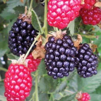 fotografii de grădină BlackBerry și descrierea soiurilor, cultivarea video, îngrijire și reproducție cele mai bune soiuri de mure