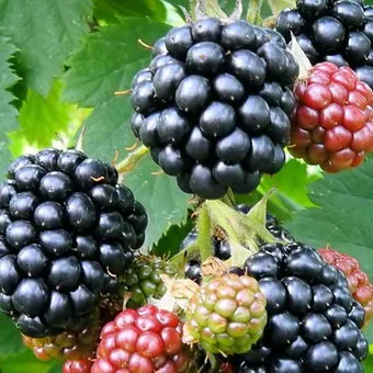 fotografii de grădină BlackBerry și descrierea soiurilor, cultivarea video, îngrijire și reproducție cele mai bune soiuri de mure