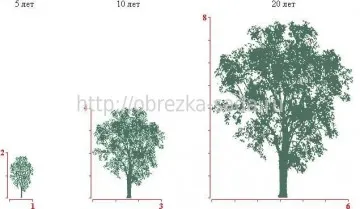 Formarea unei prune coroană, tăierea prune