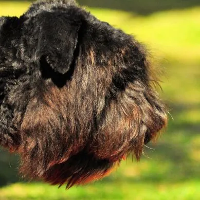 Bouvier des Flandres fotografie, descrierea rase de caini, natura