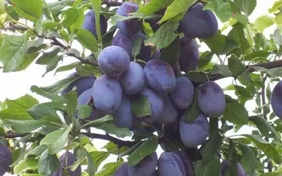 formarea de prune