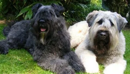 Bouvier des Flandres fotografie, descrierea rase de caini, natura