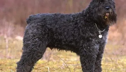 Bouvier des Flandres fotografie, descriere rasa, caracteristicile