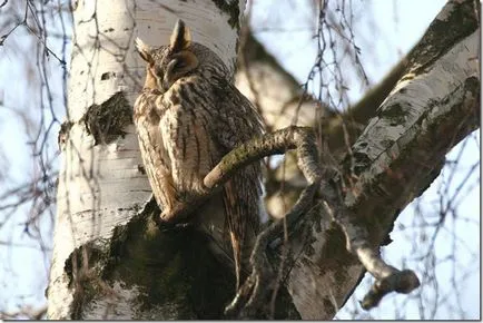 Feline (budo bubo), Gatyáskuvik, bagoly, mocsári bagoly, vgil folyóirat