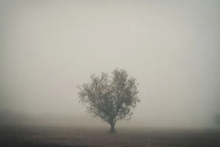 дърво в снимка мъгла
