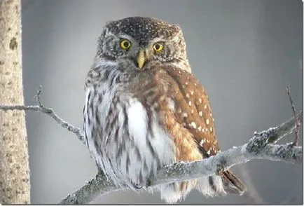 Felină (Bubo Budo), bufnita Boreal, bufniță, marsh bufniță, jurnal vgil