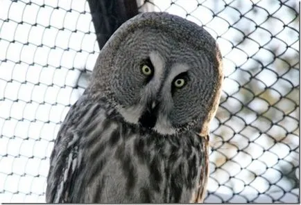 Feline (budo bubo), Gatyáskuvik, bagoly, mocsári bagoly, vgil folyóirat