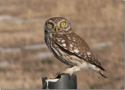 Felină (Bubo Budo), bufnita Boreal, bufniță, marsh bufniță, jurnal vgil