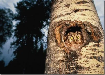 Felină (Bubo Budo), bufnita Boreal, bufniță, marsh bufniță, jurnal vgil