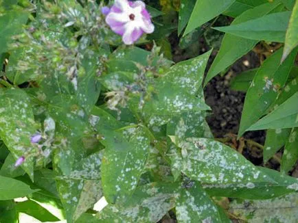 Phlox otthoni gondozást, tenyésztés, virágzás, ültetés, metszés, betegség, fotó és videó