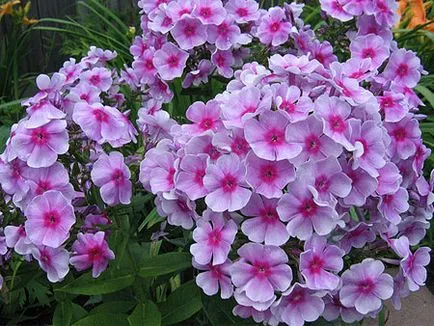 Phlox otthoni gondozást, tenyésztés, virágzás, ültetés, metszés, betegség, fotó és videó