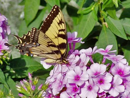 Phlox otthoni gondozást, tenyésztés, virágzás, ültetés, metszés, betegség, fotó és videó