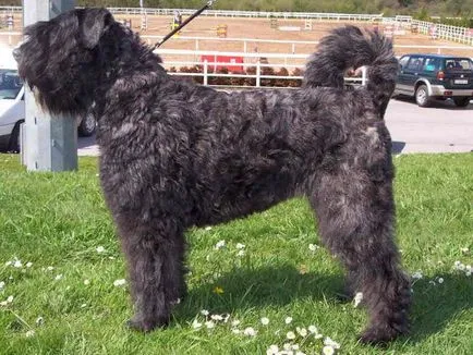 Bouvier des Flandres fotografie, descrierea rase de caini, natura