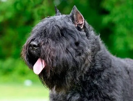 Bouvier des Flandres fotografie și descrierea rasei, pret de câine, de întreținere și îngrijire