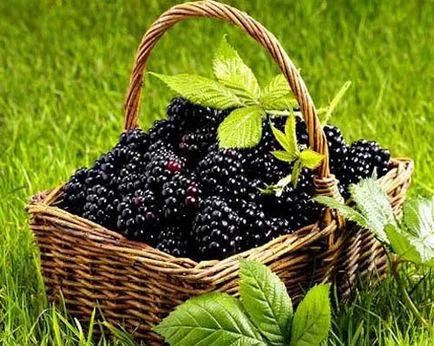 cultivarea Blackberry, întreținere, de plantare și de tăiere în timp util