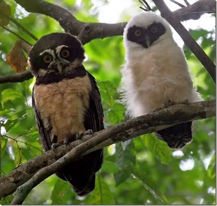 Felină (Bubo Budo), bufnita Boreal, bufniță, marsh bufniță, jurnal vgil