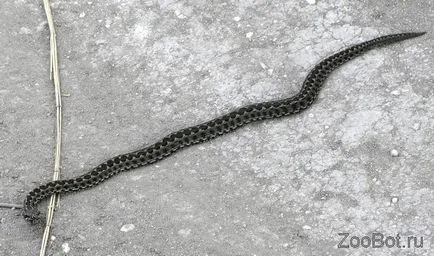 vipera