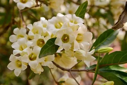 îngrijire dormitor Gardenia Jasmine de flori la domiciliu