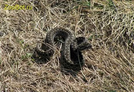 vipera