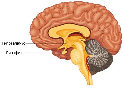 Хипоталамуса синдром пубертета