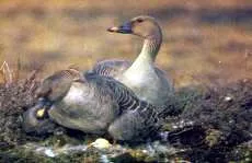 Gâștele și Brant