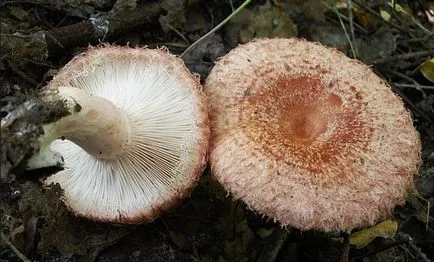 Ciuperci volnushki arata ca, în cazul în care există, nu primesc pe dublu (cu foto și descriere)