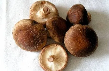 shiitake gomba