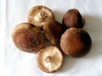 shiitake gomba